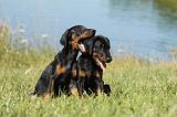 DOBERMANN 1063